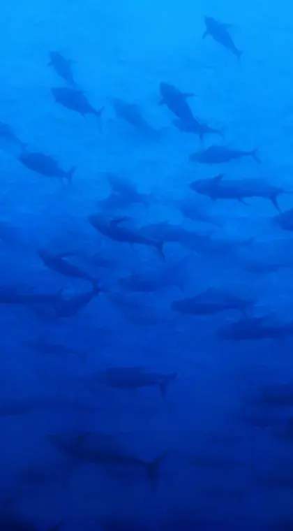 Innovación constante