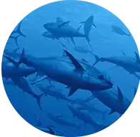 Materiales de primera calidad