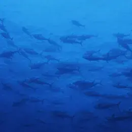 Innovación y compromiso